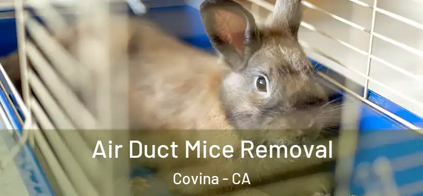  Air Duct Mice Removal Covina - CA